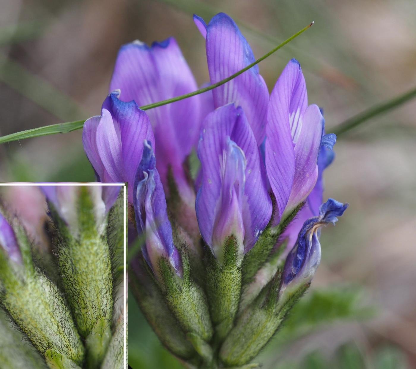 Milk-vetch, (Danish) flower